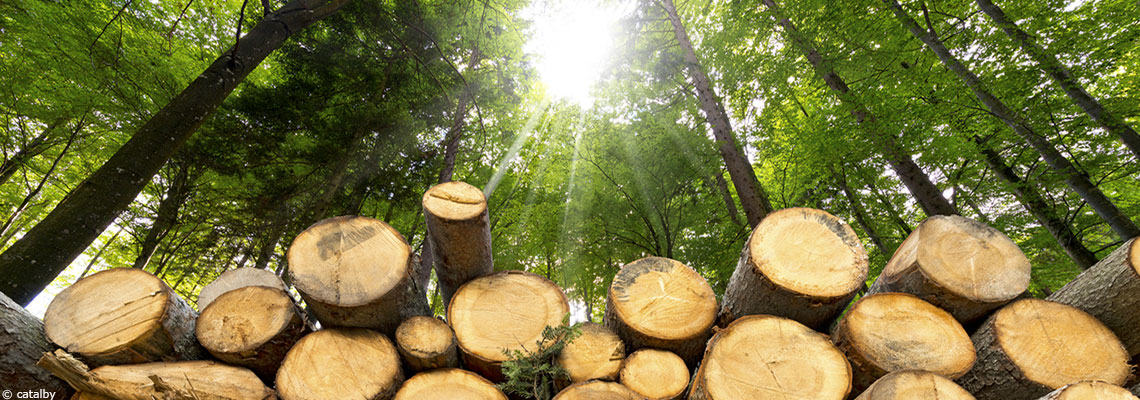 Forêts en danger : protéger les arbres