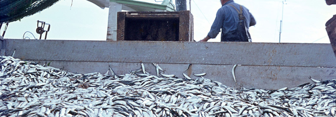 La face cachée du poisson : quand la mer paye l’addition