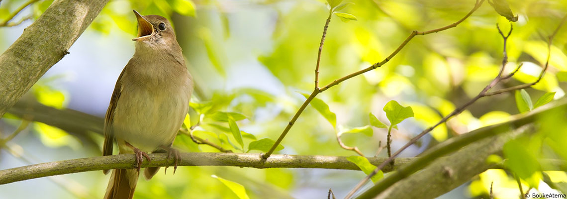 Une étude française établit un lien entre achat de pesticides et disparition d’oiseaux