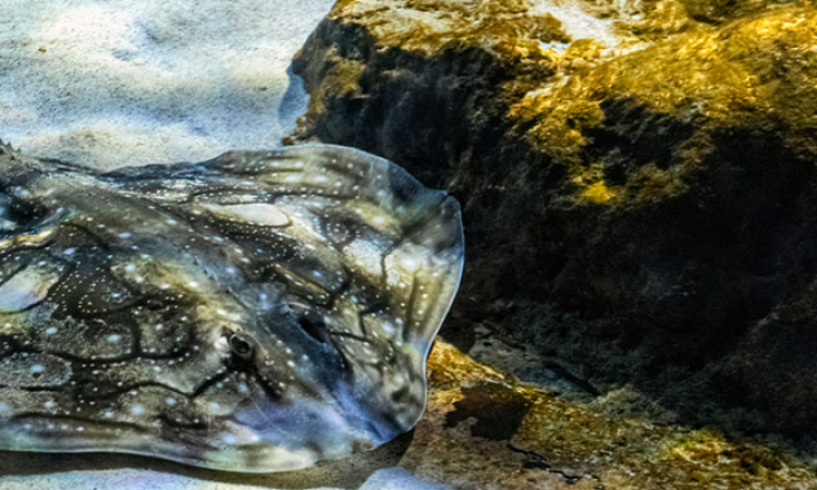 La raie : le poisson idéal pour les enfants