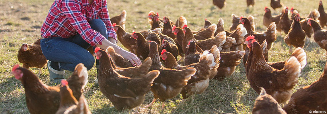 Grippe aviaire et autres zoonoses : une prévention plus durable grâce à l’agroécologie ?