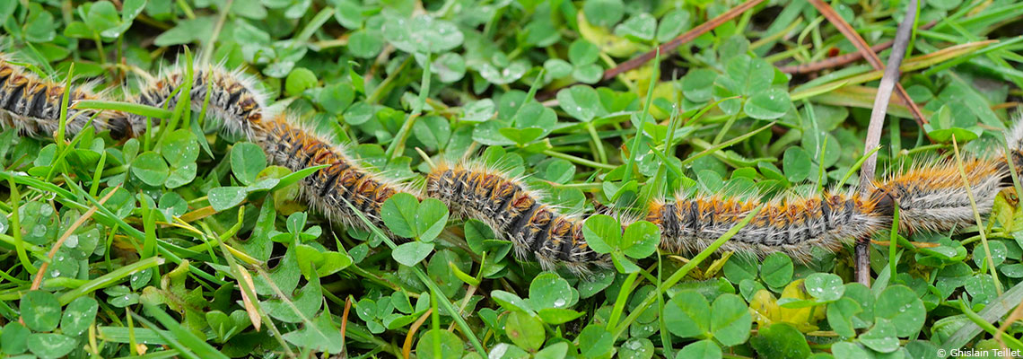 Urticante et allergisante, la chenille processionnaire s’installe dans le nord de la France
