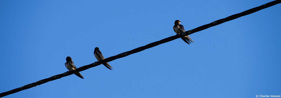 "En vingt-cinq ans, -18,2 % d’oiseaux communs" : les populations d’hirondelles, de mésanges ou d’alouettes poursuivent leur chute en France