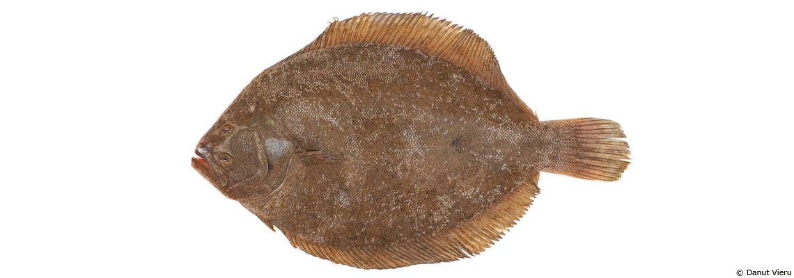 La barbue : poisson de fête