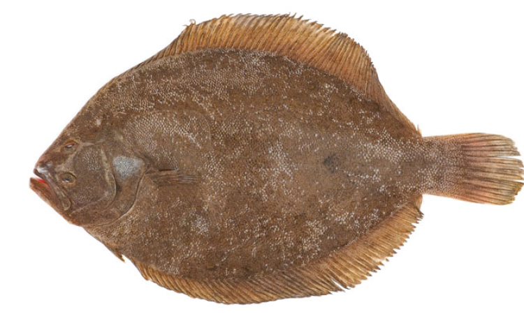 La barbue : poisson de fête